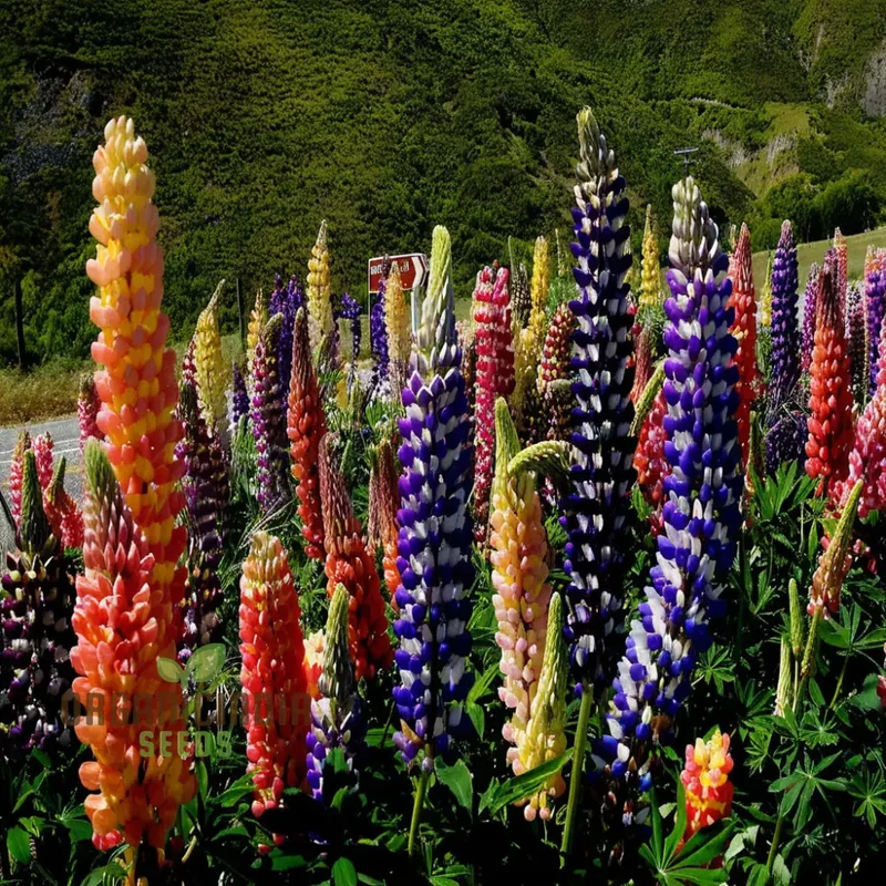Pink Lupine Flower Seeds For Planting- Delicate Blooms for Enchanting Garden