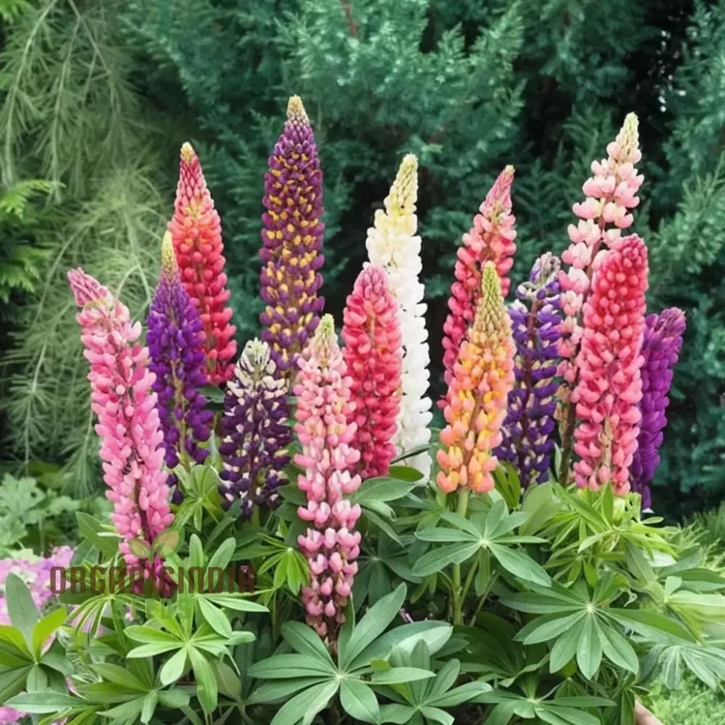 Pink Lupine Flower Seeds For Planting- Delicate Blooms for Enchanting Garden