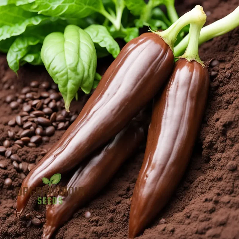 Premium Chocolate Aji Panca Pepper Seeds, Add Authentic Peruvian Flavor to Your Garden