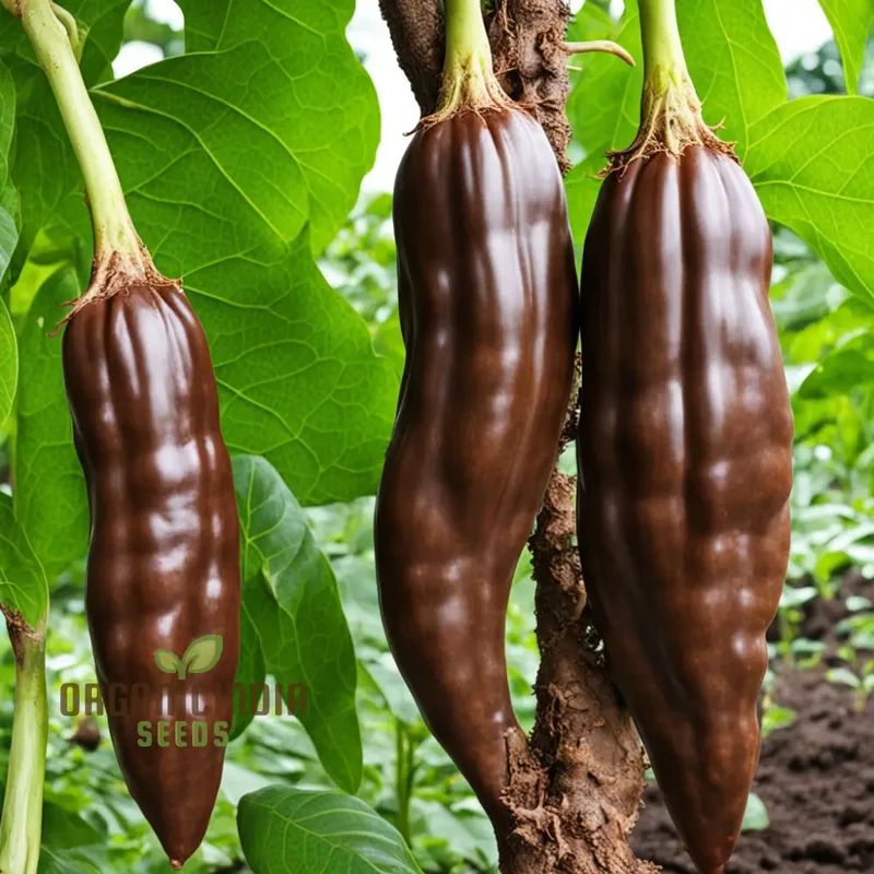 Premium Chocolate Aji Panca Pepper Seeds, Add Authentic Peruvian Flavor to Your Garden