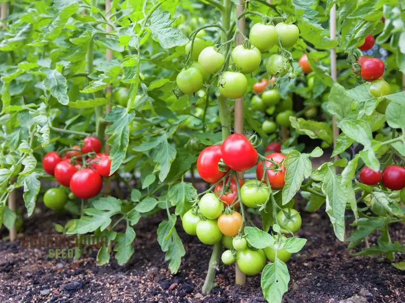Organic Red Tomato Seeds For Planting, Grow Your Own Flavorful Garden Tomatoes