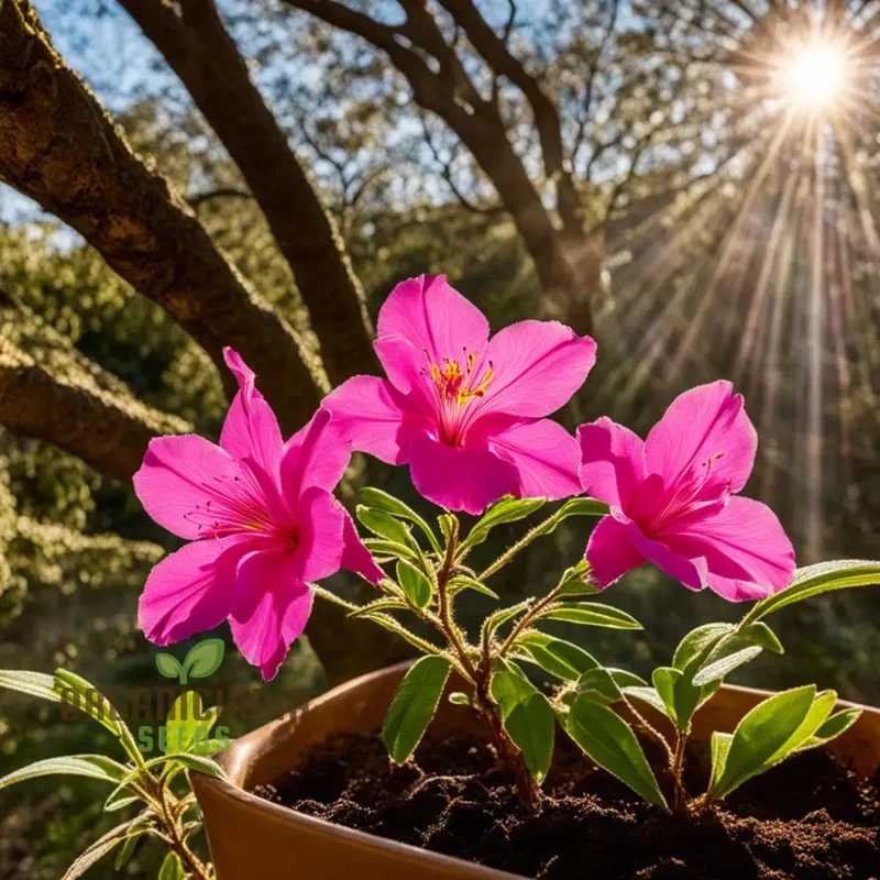 Pink Clarkia Amoena Flower Seeds, Elegant Blooms for Charming Garden Landscapes