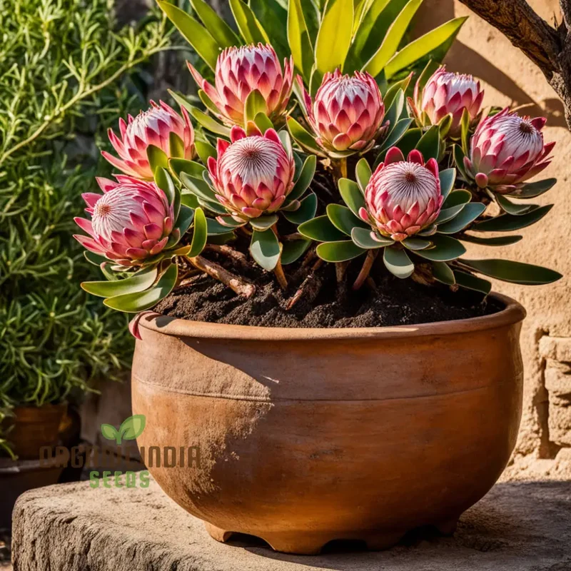 Exotic Protea Flower Plant Seeds - Stunning Blooms for Your Garden
