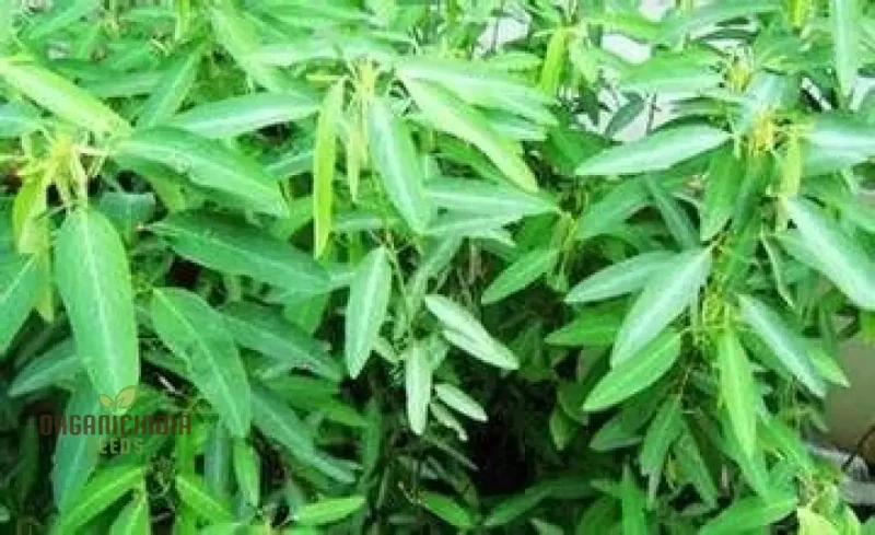 Green Lavender Plant Seeds for Planting