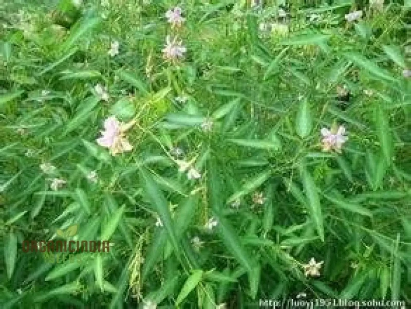 Green Lavender Plant Seeds for Planting