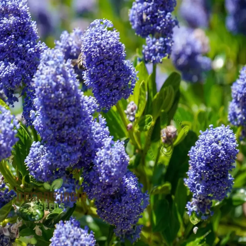 Blue Deer Brush Ceanothus Seeds – Native Wildlife-Friendly Tree Variety for Landscapes