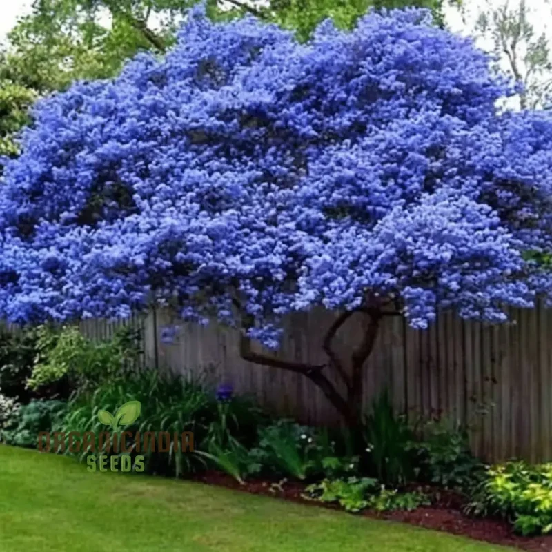 Blue Deer Brush Ceanothus Seeds – Native Wildlife-Friendly Tree Variety for Landscapes