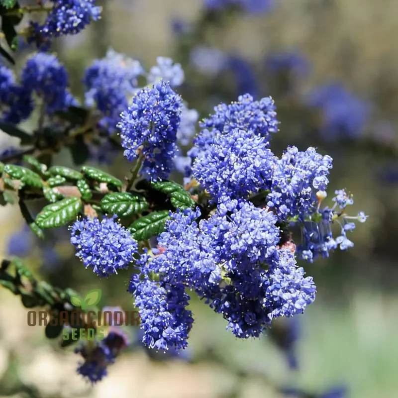 Blue Deer Brush Ceanothus Seeds – Native Wildlife-Friendly Tree Variety for Landscapes