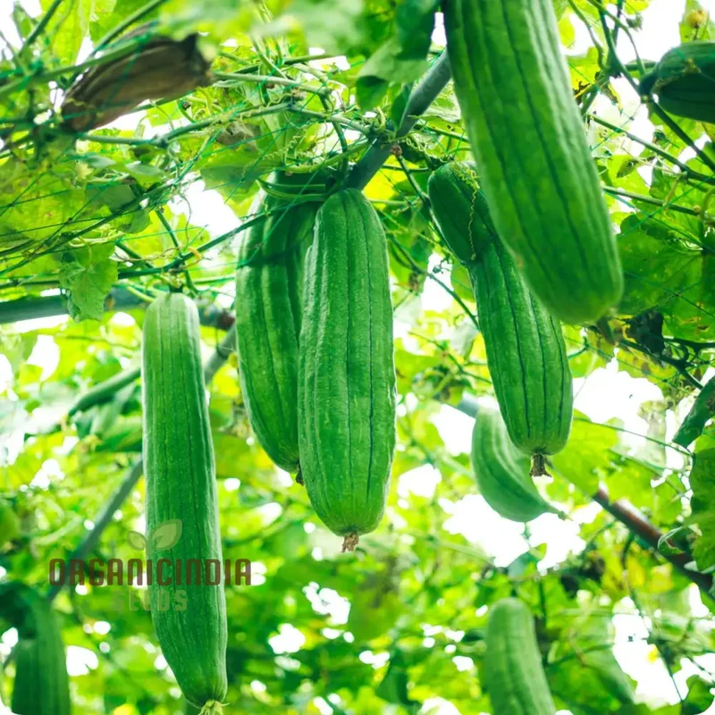 Premium Yellow Luffa Vegetable Seeds For Planting, Dual-Purpose Garden Delight