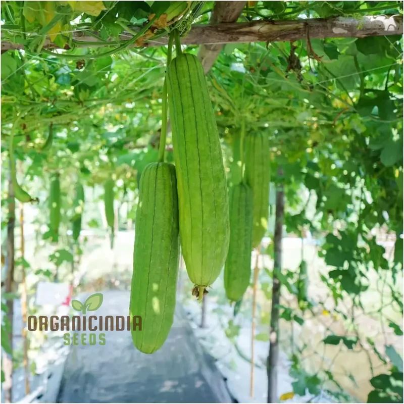 Premium Yellow Luffa Vegetable Seeds For Planting, Dual-Purpose Garden Delight