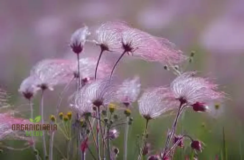 Pink Prairie Smoke seeds, Geum Triflorum plant seeds, 10pcs Geum Triflorum seeds, Pink flowering plant seeds, Wildflower seeds
