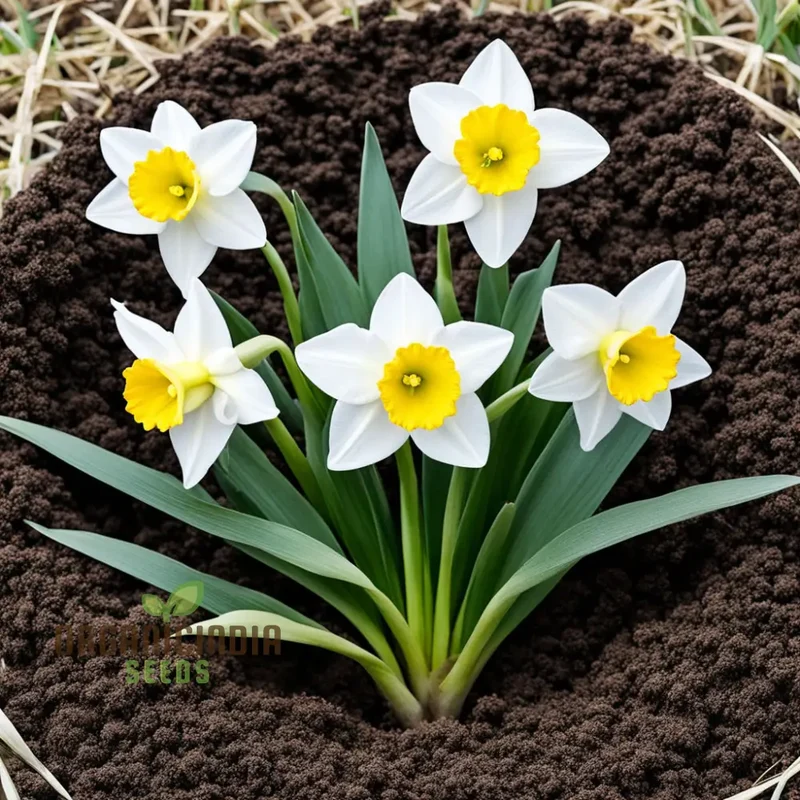 Daffodil Flower Seeds for Planting - White and Yellow Blooms, Fresh Flower Seeds for Vibrant Gardening and Stunning Planting Displays