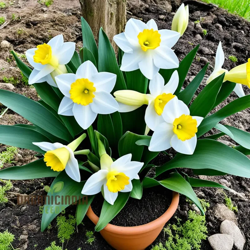 Daffodil Flower Seeds for Planting - White and Yellow Blooms, Fresh Flower Seeds for Vibrant Gardening and Stunning Planting Displays