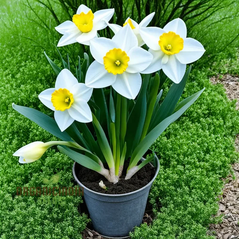 Daffodil Flower Seeds for Planting - White and Yellow Blooms, Fresh Flower Seeds for Vibrant Gardening and Stunning Planting Displays