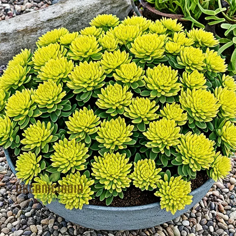 Yellow Sedum Kamtschaticum Flower Seeds - Sunshine Blooms for Hardy Garden Groundcovers