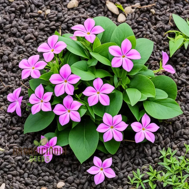 Pink Vinca Rosea Flower Seeds – Beautiful Long-Lasting Blooms for Garden Beds, Pots, Pathways & Outdoor Summer Displays