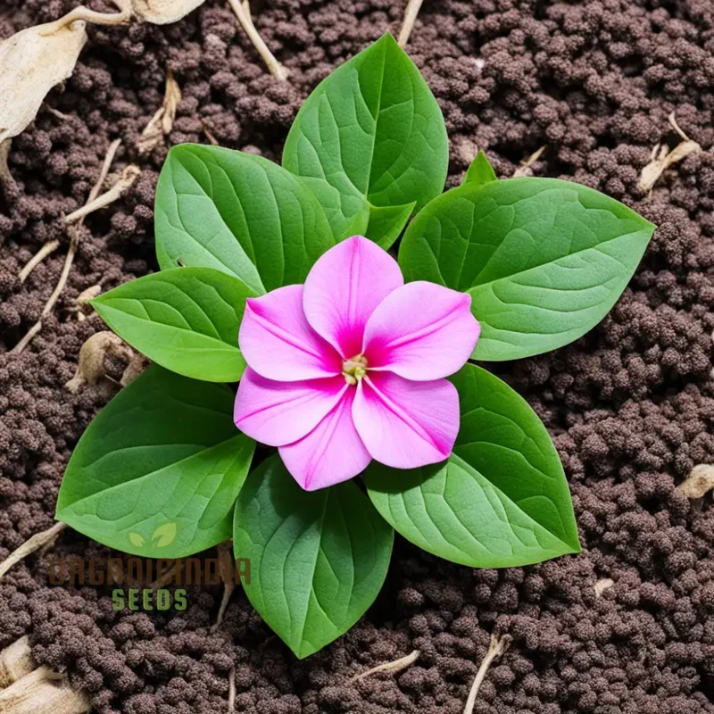 Pink Vinca Rosea Flower Seeds – Beautiful Long-Lasting Blooms for Garden Beds, Pots, Pathways & Outdoor Summer Displays