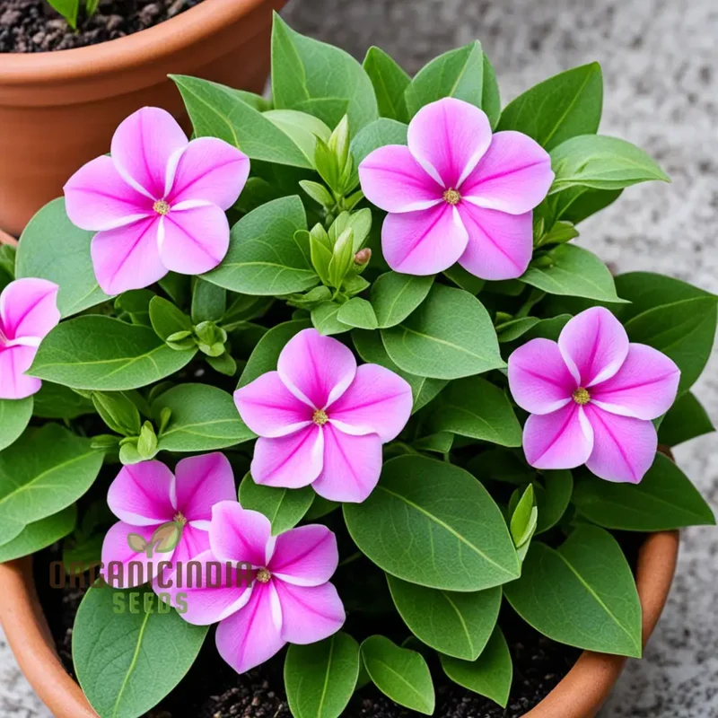 Pink Vinca Rosea Flower Seeds – Beautiful Long-Lasting Blooms for Garden Beds, Pots, Pathways & Outdoor Summer Displays