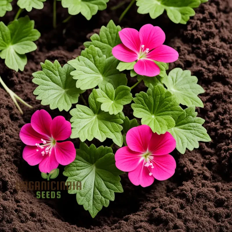 Ivy Geranium Flower Seeds – Trailing Blooms for Hanging Baskets and Gardens