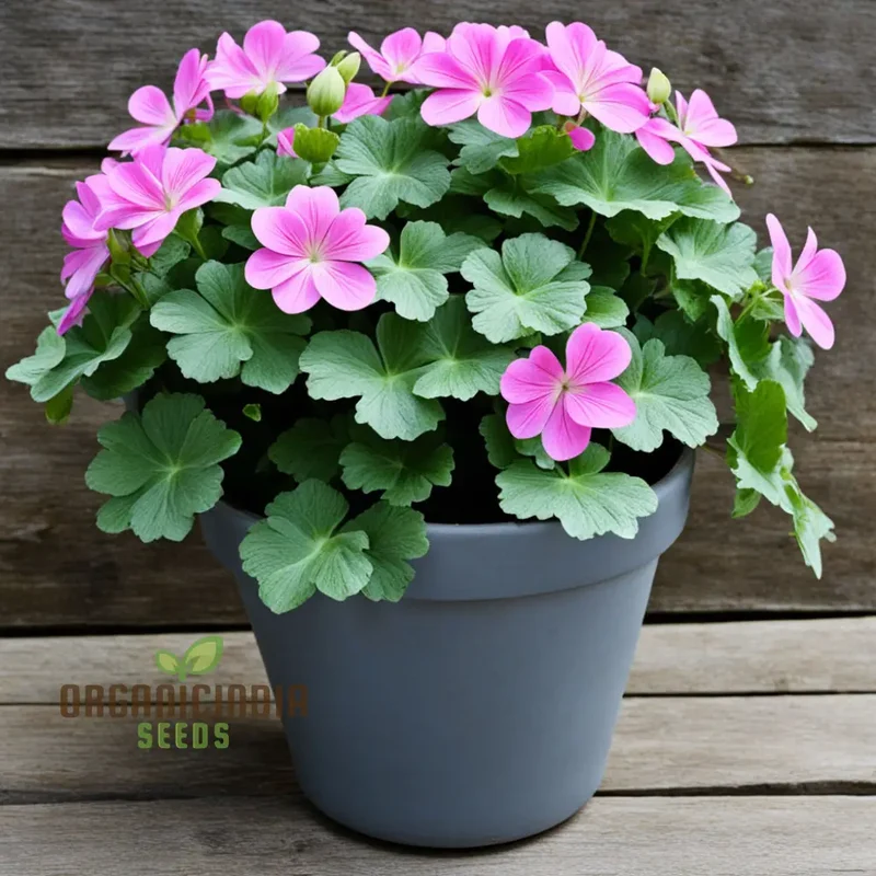 Ivy Geranium Flower Seeds – Trailing Blooms for Hanging Baskets and Gardens