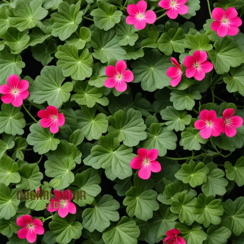 Ivy Geranium Flower Seeds – Trailing Blooms for Hanging Baskets and Gardens