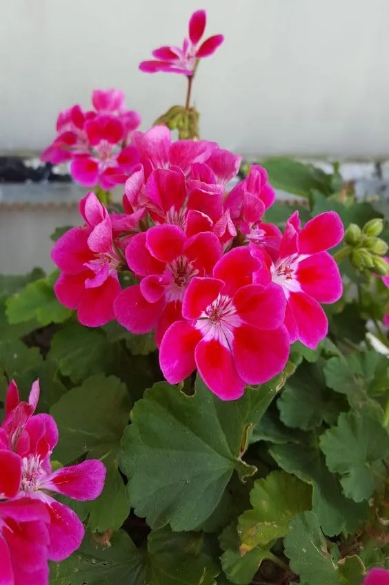 Ivy Geranium Flower Seeds – Trailing Blooms for Hanging Baskets and Gardens