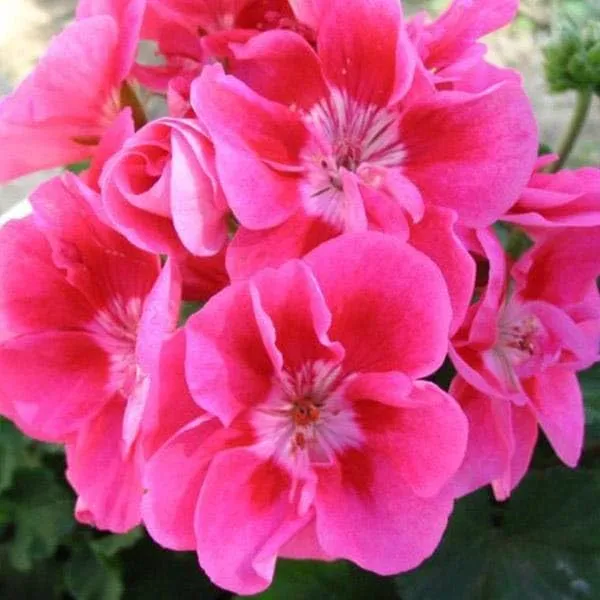 Ivy Geranium Flower Seeds – Trailing Blooms for Hanging Baskets and Gardens