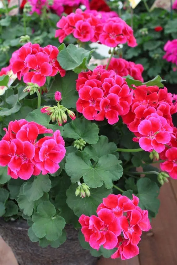 Ivy Geranium Flower Seeds – Trailing Blooms for Hanging Baskets and Gardens