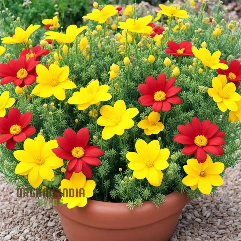Yellow red Arizona Flower Seeds, Arizona Wildflower Mix Yellow Red