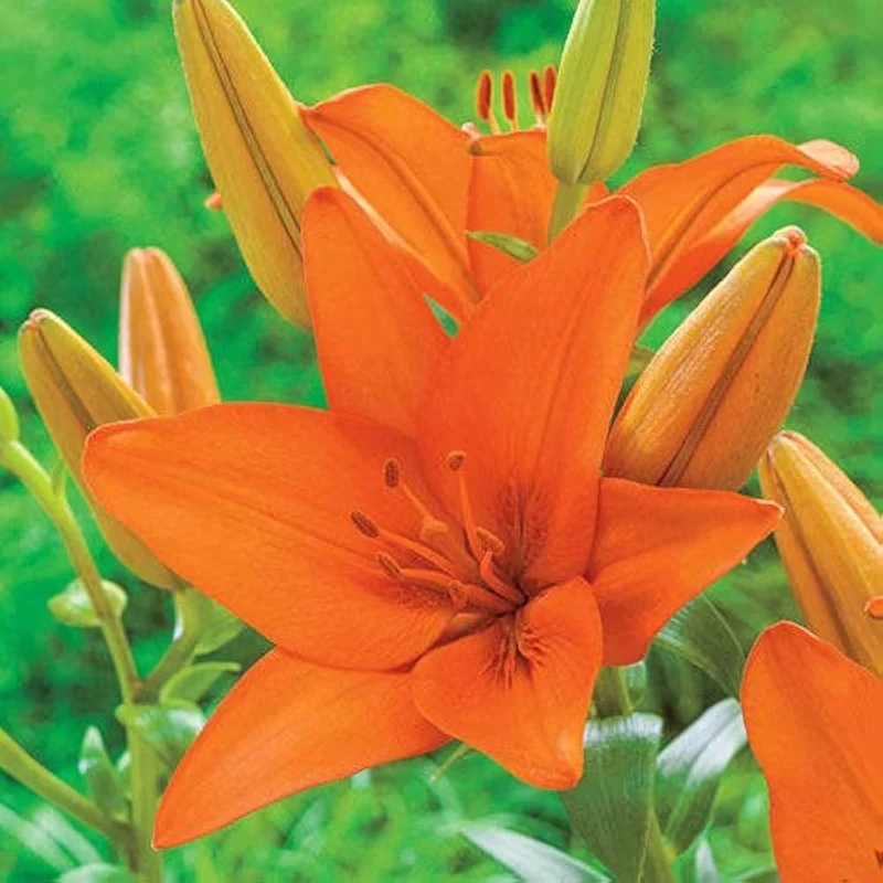 Orange Hemerocallis Daylily Seeds – Beautiful Garden Bloom Variety for Planting