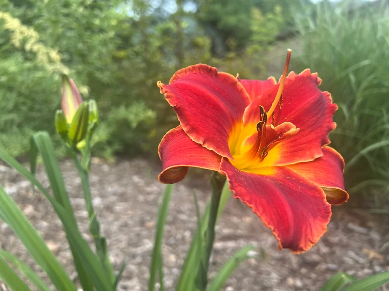 Orange Hemerocallis Daylily Seeds – Beautiful Garden Bloom Variety for Planting