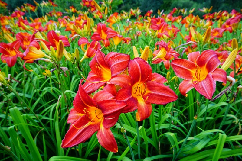 Orange Hemerocallis Daylily Seeds – Beautiful Garden Bloom Variety for Planting