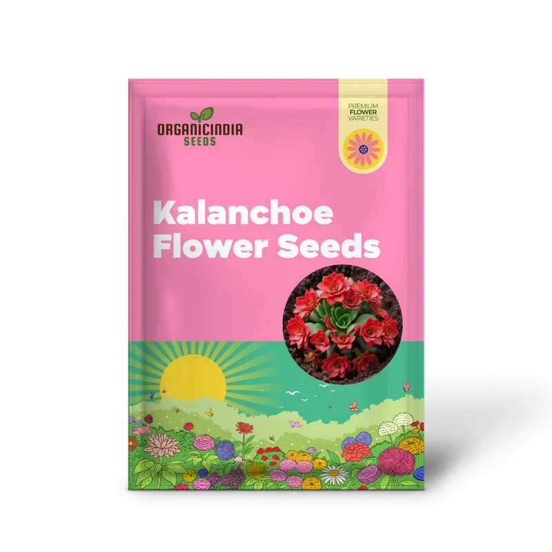 Vibrant Red Kalanchoe Flower Seeds – Easy-to-Grow Houseplant Seeds for Indoor Pots, Outdoor Borders & Decorative Floral Displays