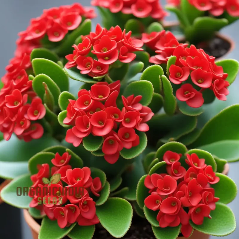 Vibrant Red Kalanchoe Flower Seeds – Easy-to-Grow Houseplant Seeds for Indoor Pots, Outdoor Borders & Decorative Floral Displays
