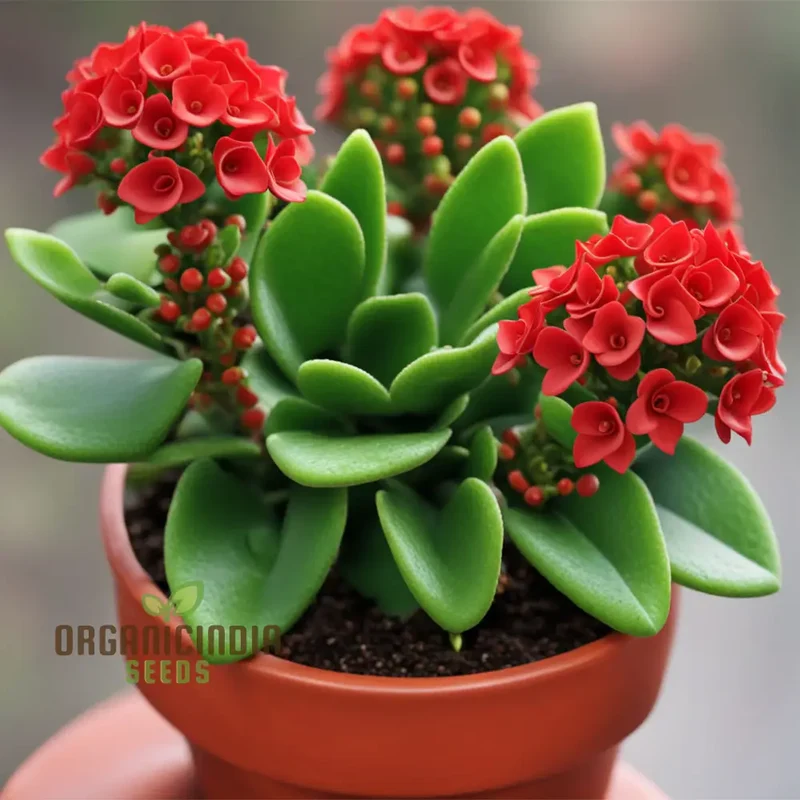 Vibrant Red Kalanchoe Flower Seeds – Easy-to-Grow Houseplant Seeds for Indoor Pots, Outdoor Borders & Decorative Floral Displays