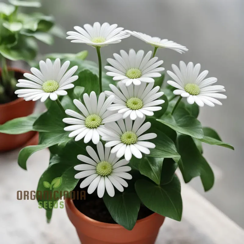 White Fan Flower Seeds, Premium Scaevola Seeds for Easy Growing, Vibrant Blooms