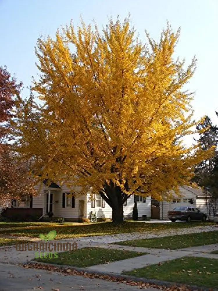 New Fresh 8pcs Yellow Maidenhair Tree Seeds, 8pcs Yellow Maidenhair Tree Seeds, Yellow Maidenhair Tree Seeds pack of 8, Buy Yellow Maidenhair Tree Seeds online, 8pcs Ginkgo Biloba Tree Seeds assortment