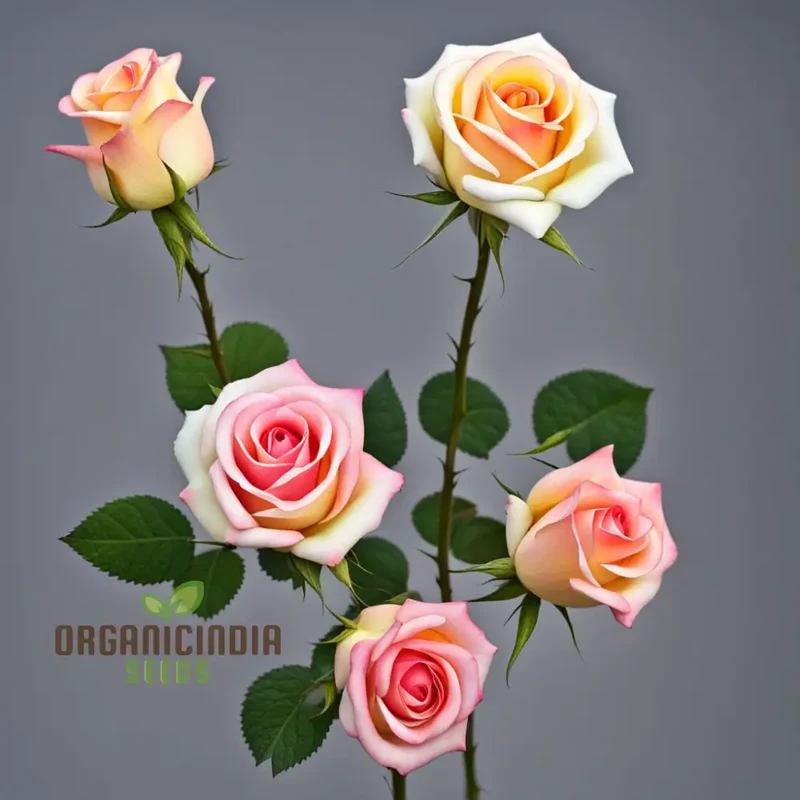 Tricolour Rose Seeds – Vibrant Multicolor Blooms for Garden Planting