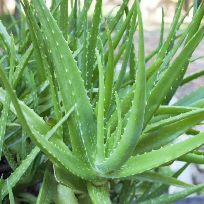 Green Aloe Vera Seeds for Planting – Organic, Easy-Grow Succulent for Skin Care & Home Gardens