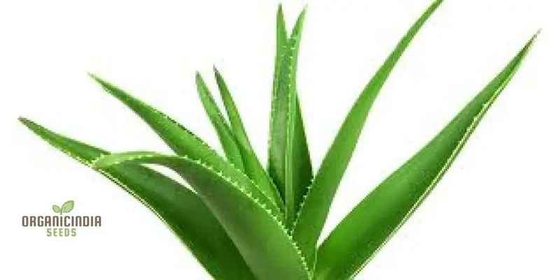 Green Aloe Vera Seeds for Planting – Organic, Easy-Grow Succulent for Skin Care & Home Gardens