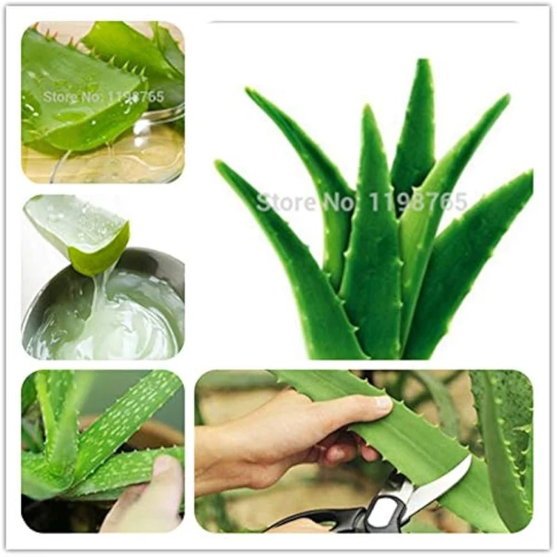 Green Aloe Vera Seeds for Planting – Organic, Easy-Grow Succulent for Skin Care & Home Gardens