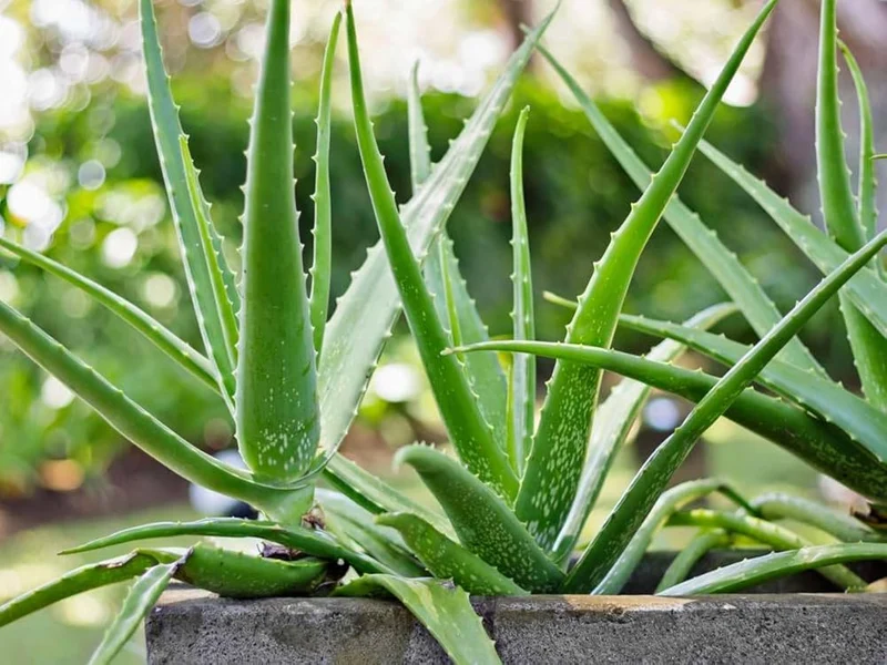 Green Aloe Vera Seeds for Planting – Organic, Easy-Grow Succulent for Skin Care & Home Gardens