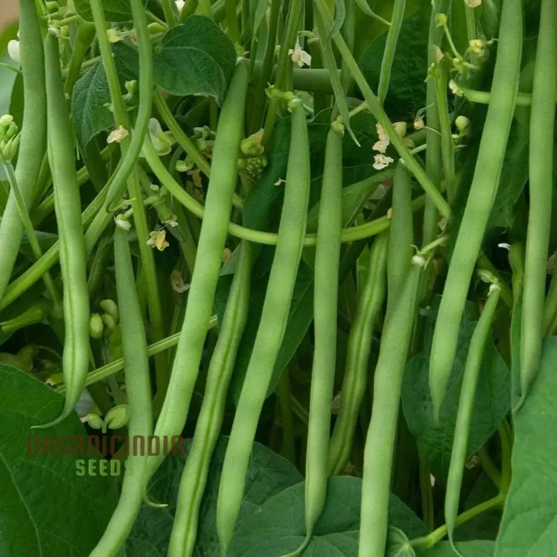 Green Bean Seeds For Planting, Fresh and Flavorful Addition to Your Garden