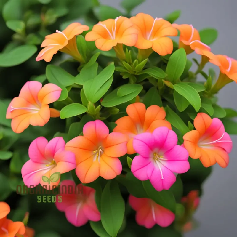 Premium Orange Pink Mirabilis Seeds - Rare Four O'Clock Flowers for Vibrant Garden Blooms, High Germination Rate, Ideal for Home Gardening & Landscaping