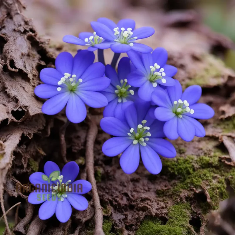 Grow Stunning Blue Hepatica from Seeds: Easy-to-Grow, Hardy Perennial for Your Garden Delight
