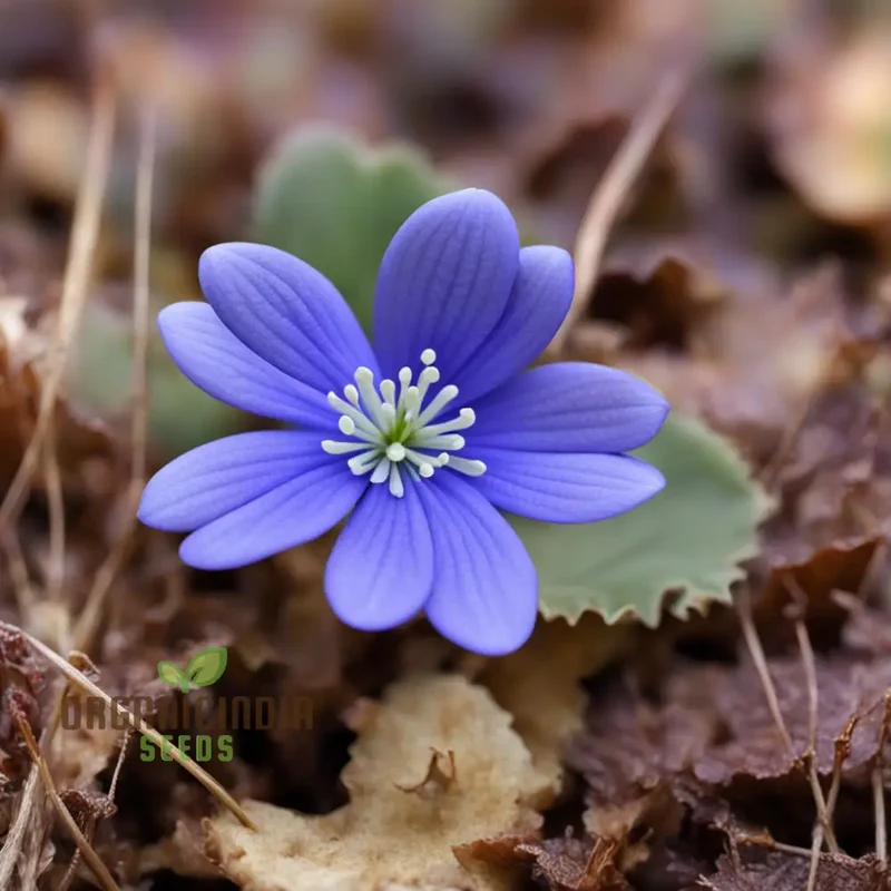 Grow Stunning Blue Hepatica from Seeds: Easy-to-Grow, Hardy Perennial for Your Garden Delight