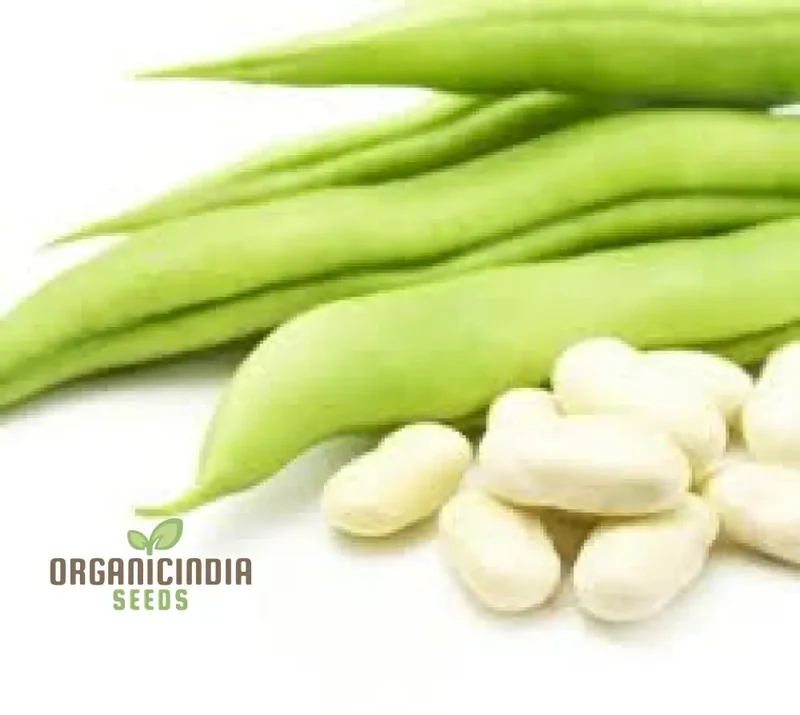 High-Quality 100pcs White Bean Seeds for Planting, Non-GMO 100pcs White Bean Vegetable Seeds, Fresh 100pcs White Bean Seeds for Garden, Bulk 100pcs White Bean Vegetable Seeds
