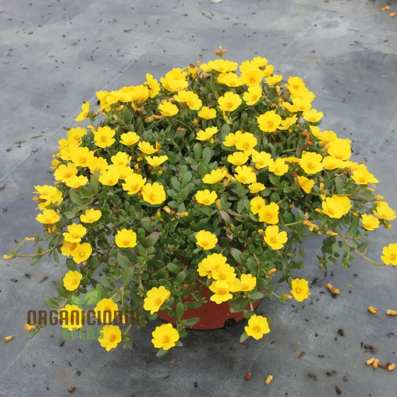 Mastering the Art of Planting and Gardening with Green Portulaca oleracea, A Detailed Guide to Growing These Resilient Flower Seeds