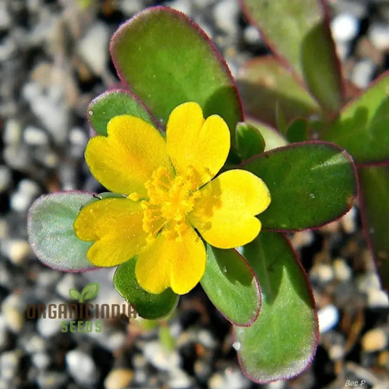 Mastering the Art of Planting and Gardening with Green Portulaca oleracea, A Detailed Guide to Growing These Resilient Flower Seeds