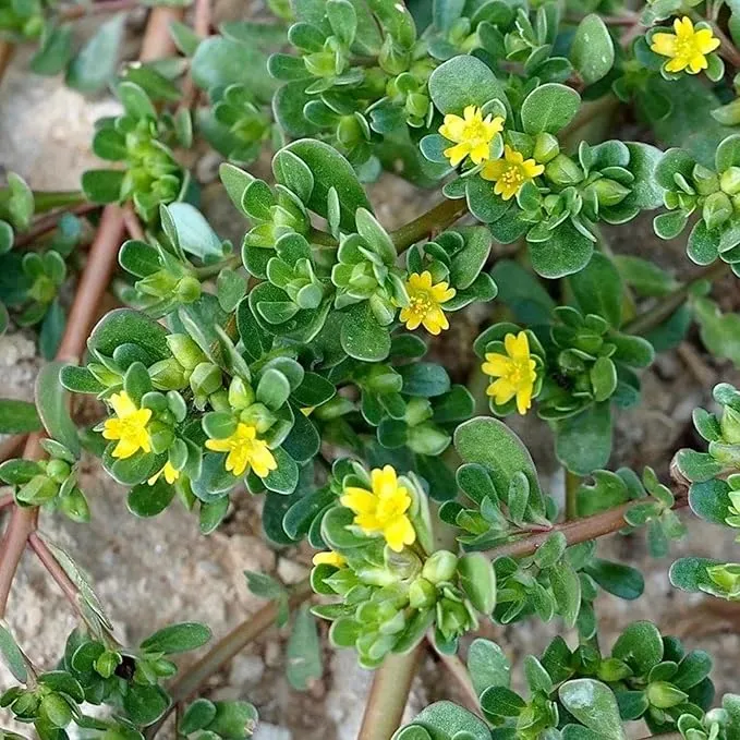 Mastering the Art of Planting and Gardening with Green Portulaca oleracea, A Detailed Guide to Growing These Resilient Flower Seeds